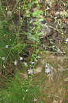 Late purple aster